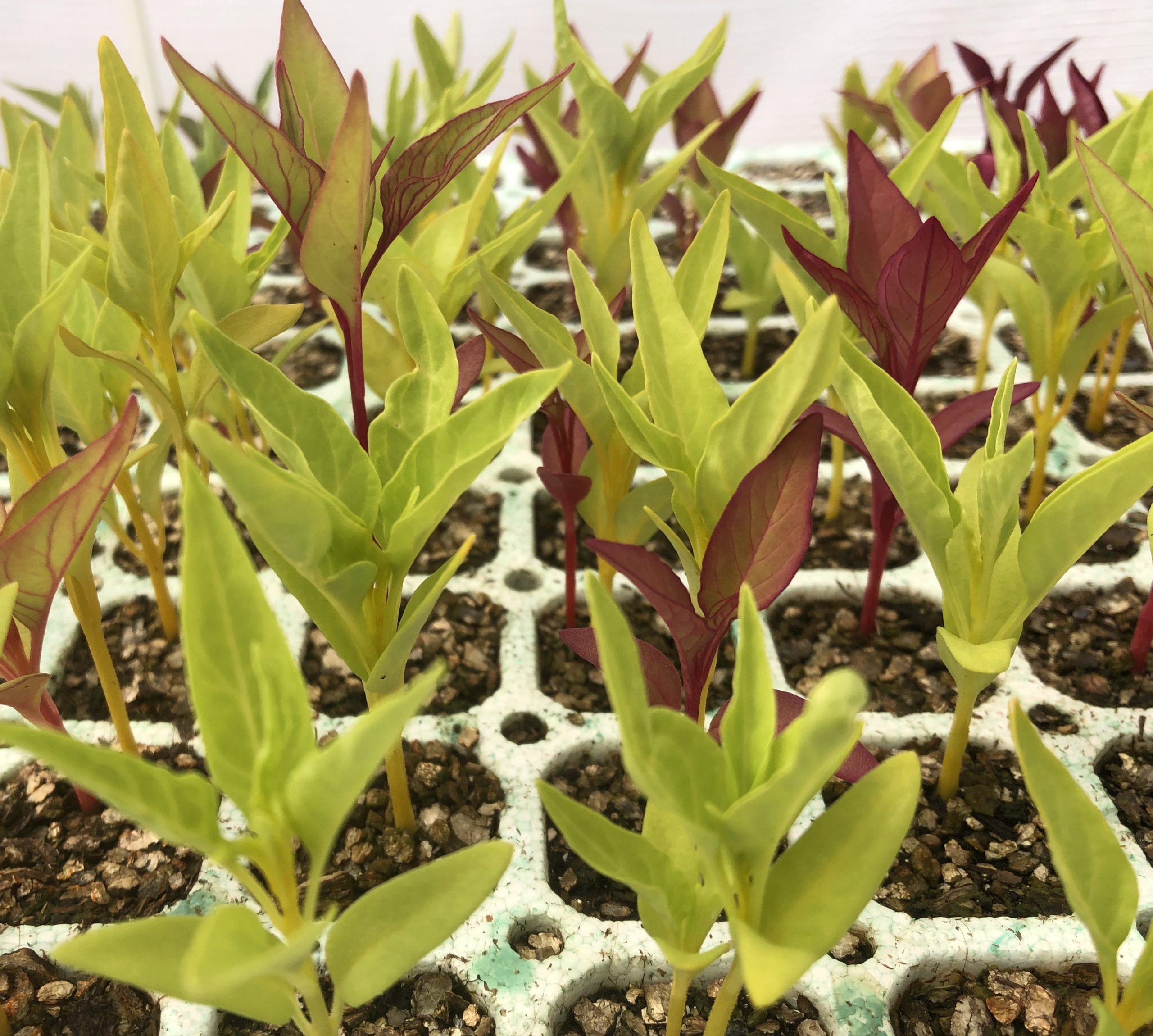 Read more about the article Grow Your Own