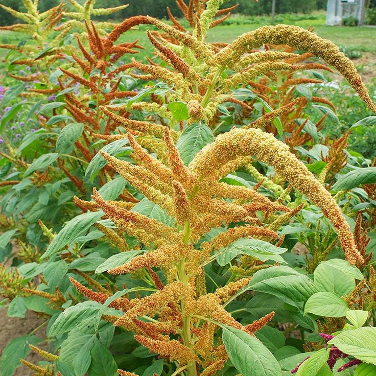 Amaranthus "spikes" - Image 5