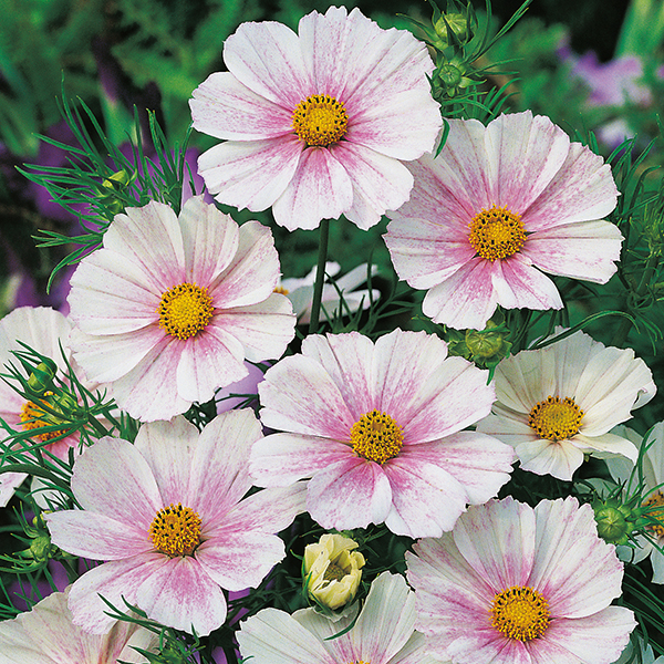 Romantic Summer Bouquet Collection - Image 2