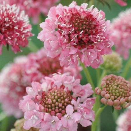 Romantic Summer Bouquet Collection - Image 9