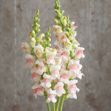 Romantic Summer Bouquet Collection - Image 7