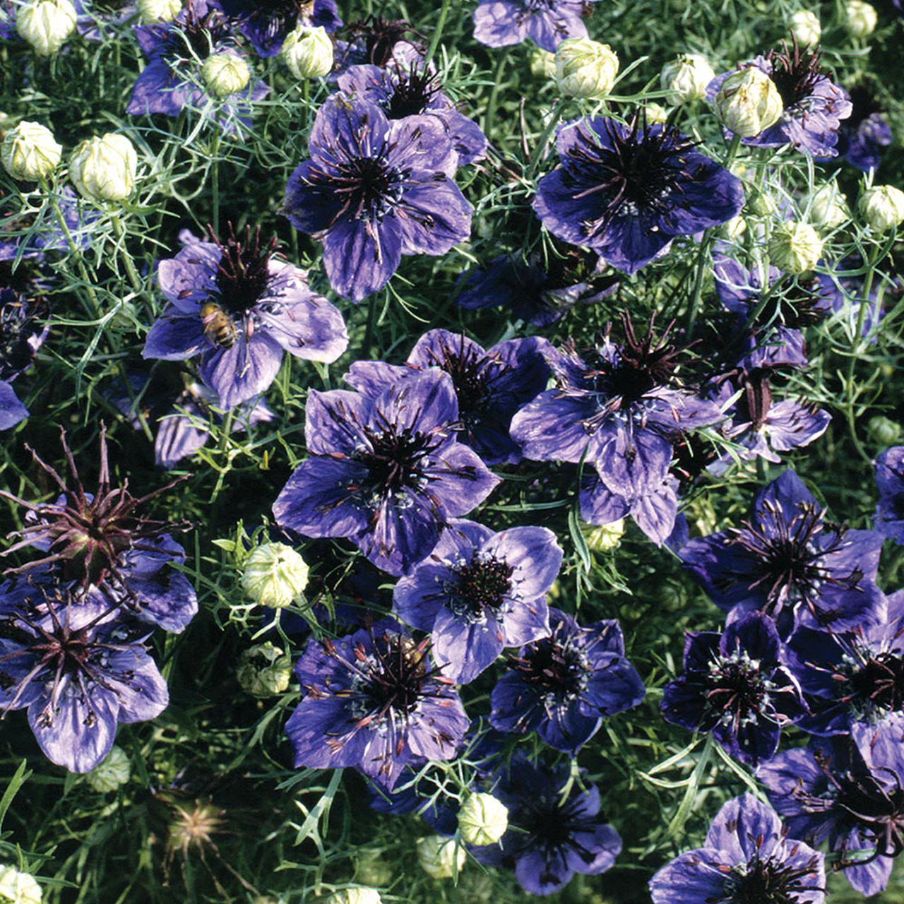 Jewel Toned Summer Bouquet Collection - Image 4