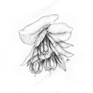 Honeywort Print