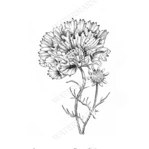 Cosmos Double Dutch Print