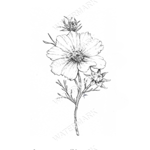 Cosmos Versailles Flush Print