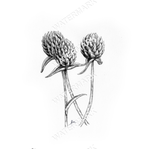 Gomphrena Print