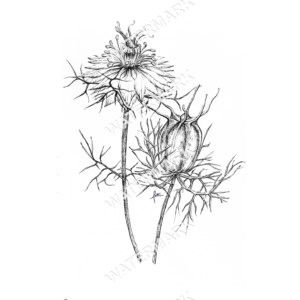 Love in a mist Albion Print