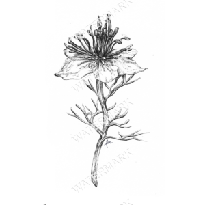 Love in a mist African Bride Print