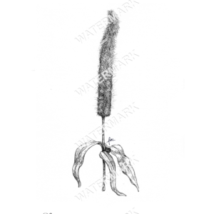 Ornamental Millet Copper Prince Print
