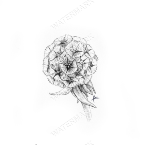 Starflower Pod Print