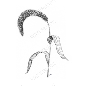 Italian Millet Print