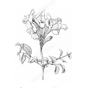 Honeysuckle Print