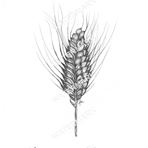 Ornamental Wheat Black Knight Print
