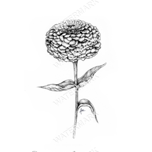 Zinnia Oklahoma Print