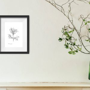 Honeysuckle Print