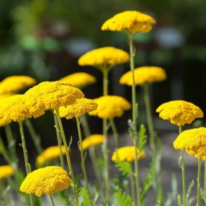Yarrow Cloth of Gold