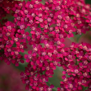 Yarrow Cassis