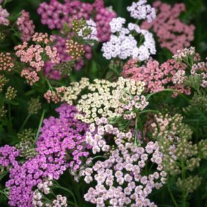 Yarrow Colorado Pastels Mix