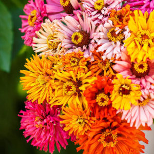 Zinnia Cactus Flowered Mix