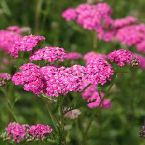 Yarrow Cerise Queen