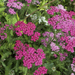 Yarrow Cerise Queen