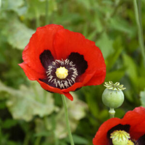 Opium Poppy