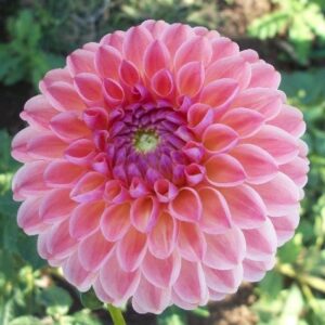 Dahlia NH L.A.T.E