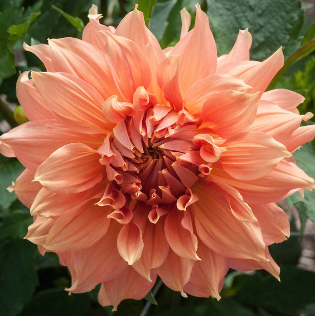 Dahlia NH Fairway Spur
