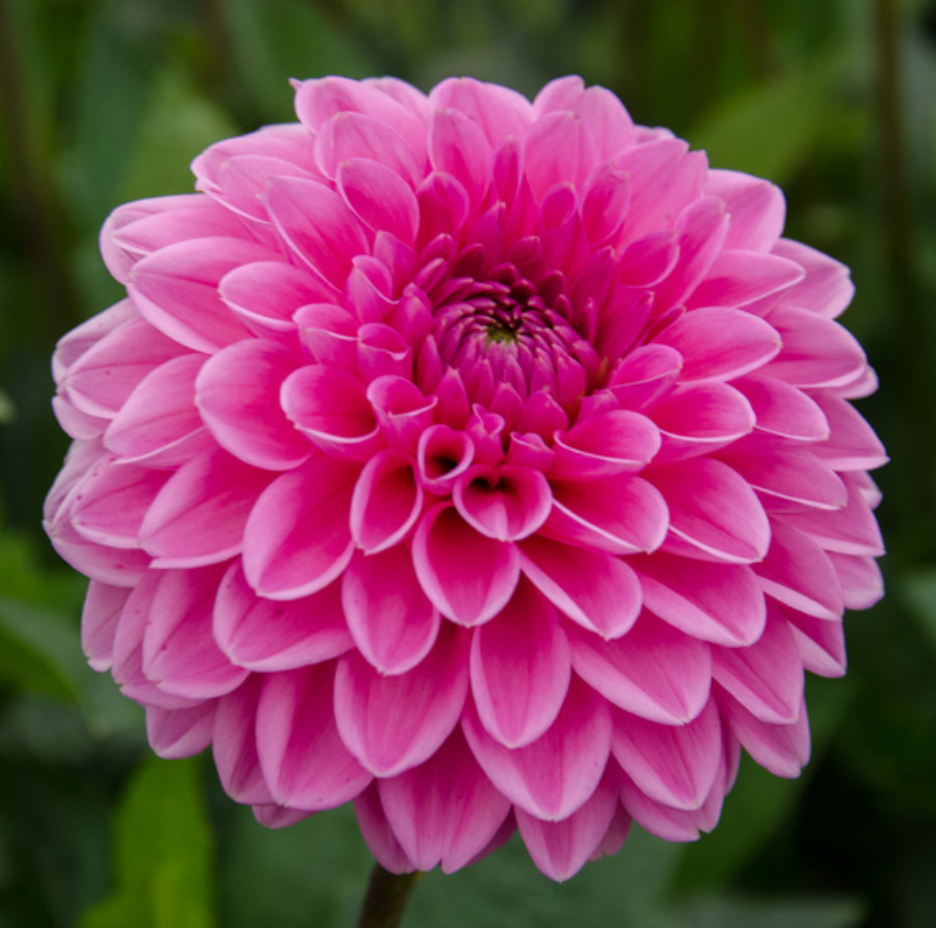Dahlia Sandra (Homegrown) PRE-ORDER NOW, SHIP IN SPRING