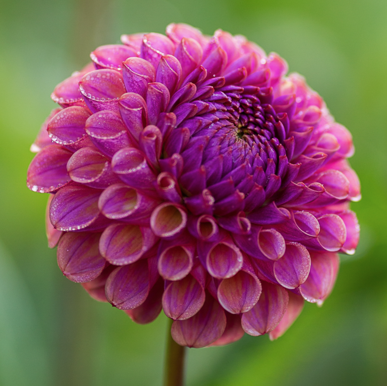 Dahlia Caitlin's Joy (Homegrown) PRE-ORDER NOW, SHIP IN SPRING