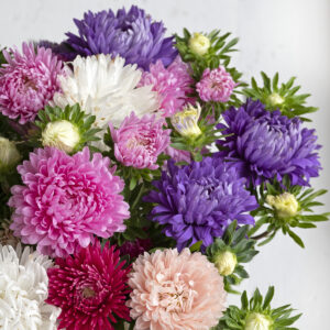 China Aster King Size