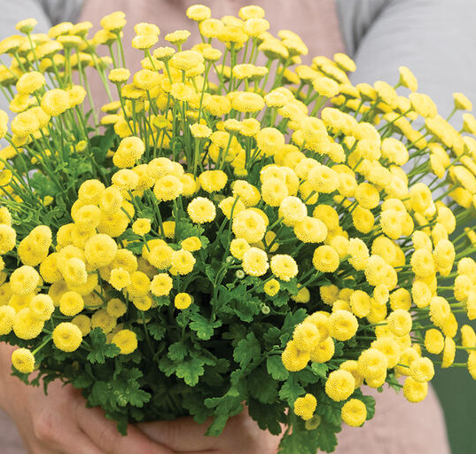 Feverfew - Image 5