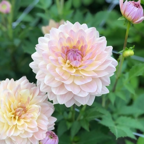 Dahlia Joel's Favourite (Homegrown) PRE-ORDER NOW, SHIP IN SPRING