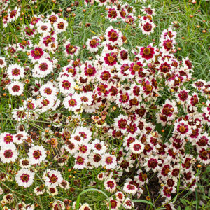 Tickseed Incredible Swirl