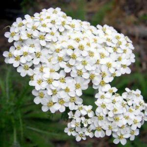 Yarrow White