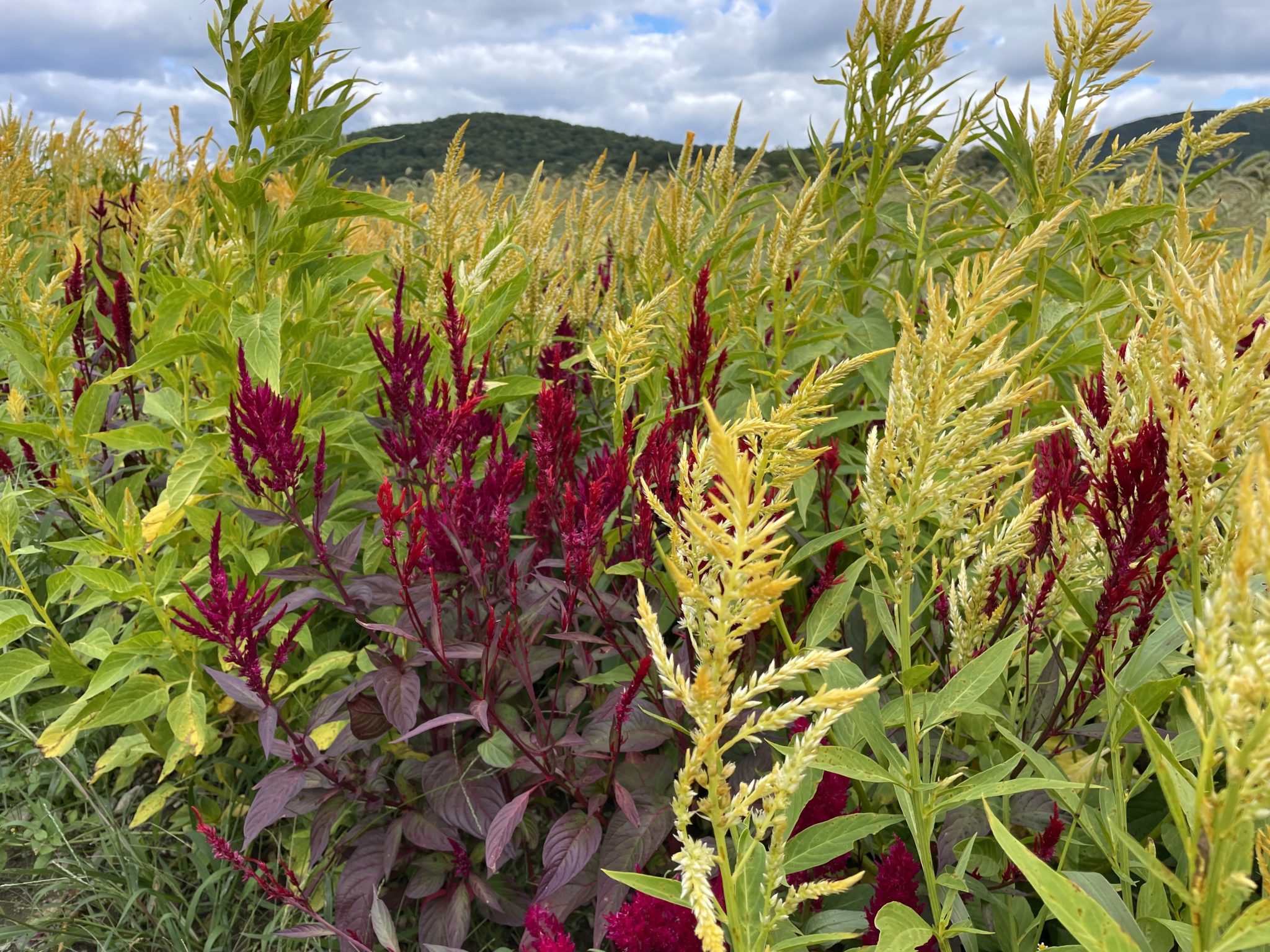 Celosia Pampas Plume Mix - Image 3