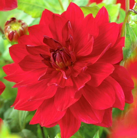 Dahlia Karma Amora (Homegrown) PRE-ORDER NOW, SHIP IN SPRING