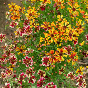 Tickseed Incredible Seashells Mix