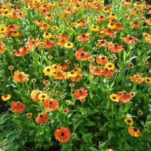 Helenium Red & Gold Hybrids