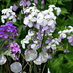 Lunaria Honesty Mix