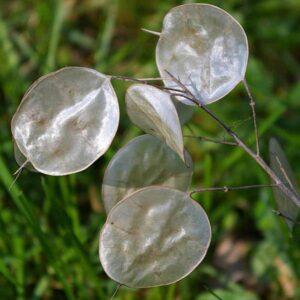 Lunaria Honesty Mix