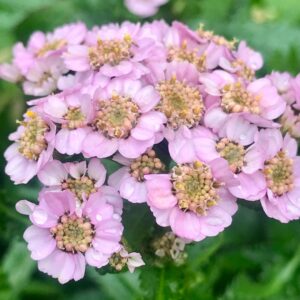Yarrow Love Parade