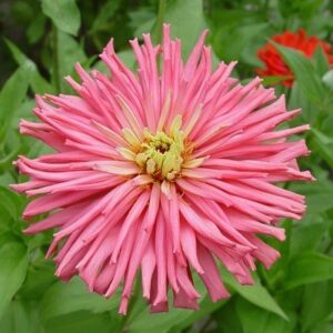 Zinnia Pinca