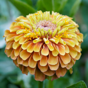 Zinnia Queen