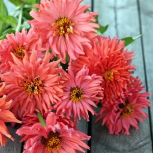 Zinnia Senora