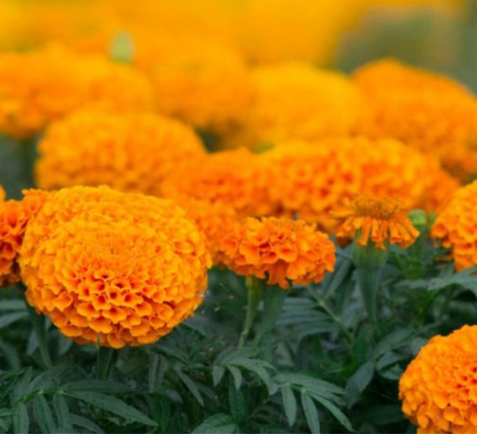 African Marigold - Image 2