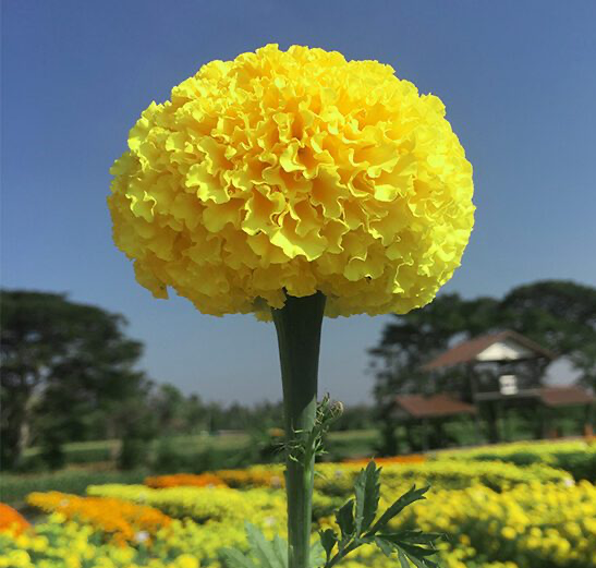 African Marigold