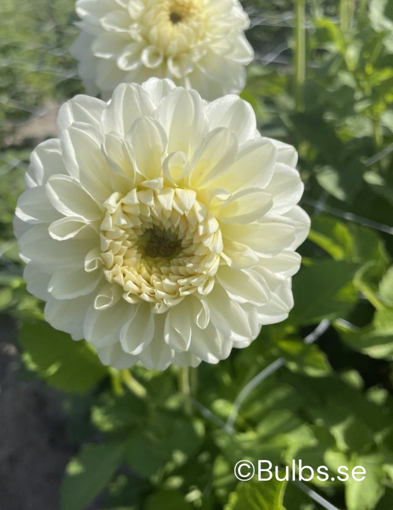 Dahlia Bahia Blanca (Homegrown) PRE-ORDER NOW, SHIP IN SPRING