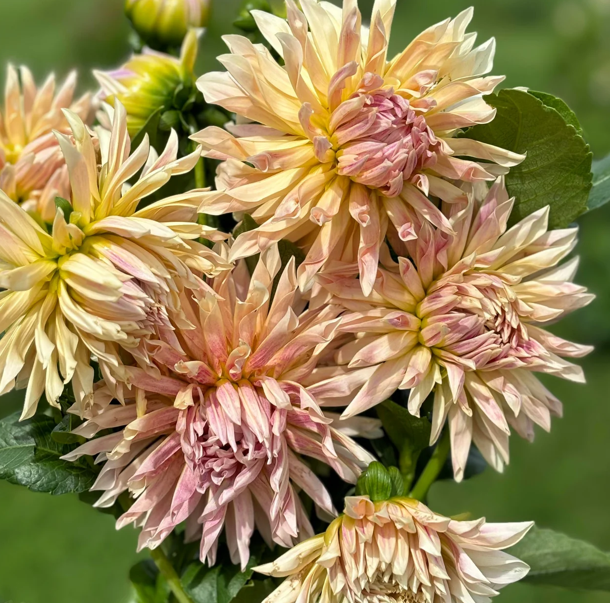 Dahlia Cafe de Paris (Homegrown) PRE-ORDER NOW, SHIP IN SPRING