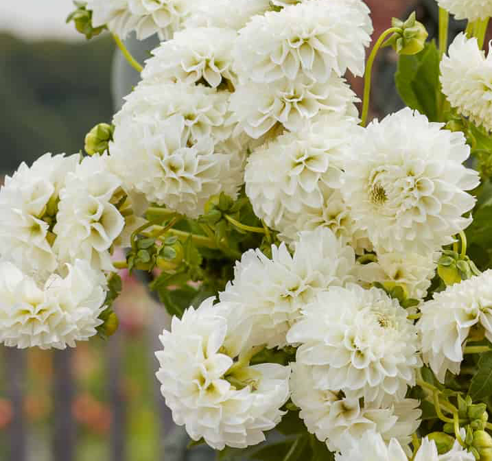 Dahlia Ice Baby (Homegrown) PRE-ORDER NOW, SHIP IN SPRING